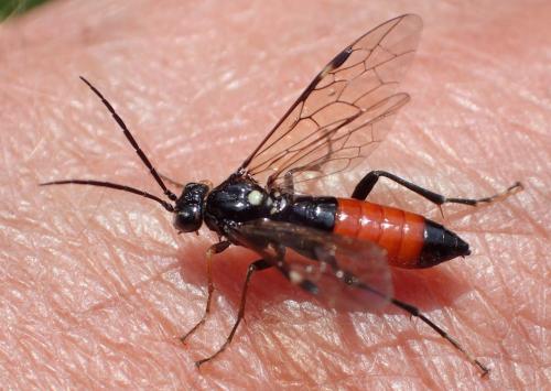 Réf. 257 463 : Tenthredopsis coquebertii